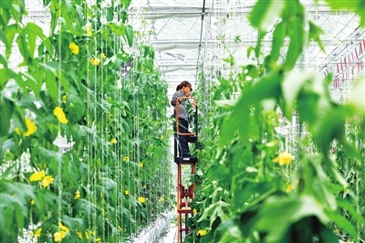 重庆数谷农场:打造一流的智慧农业园